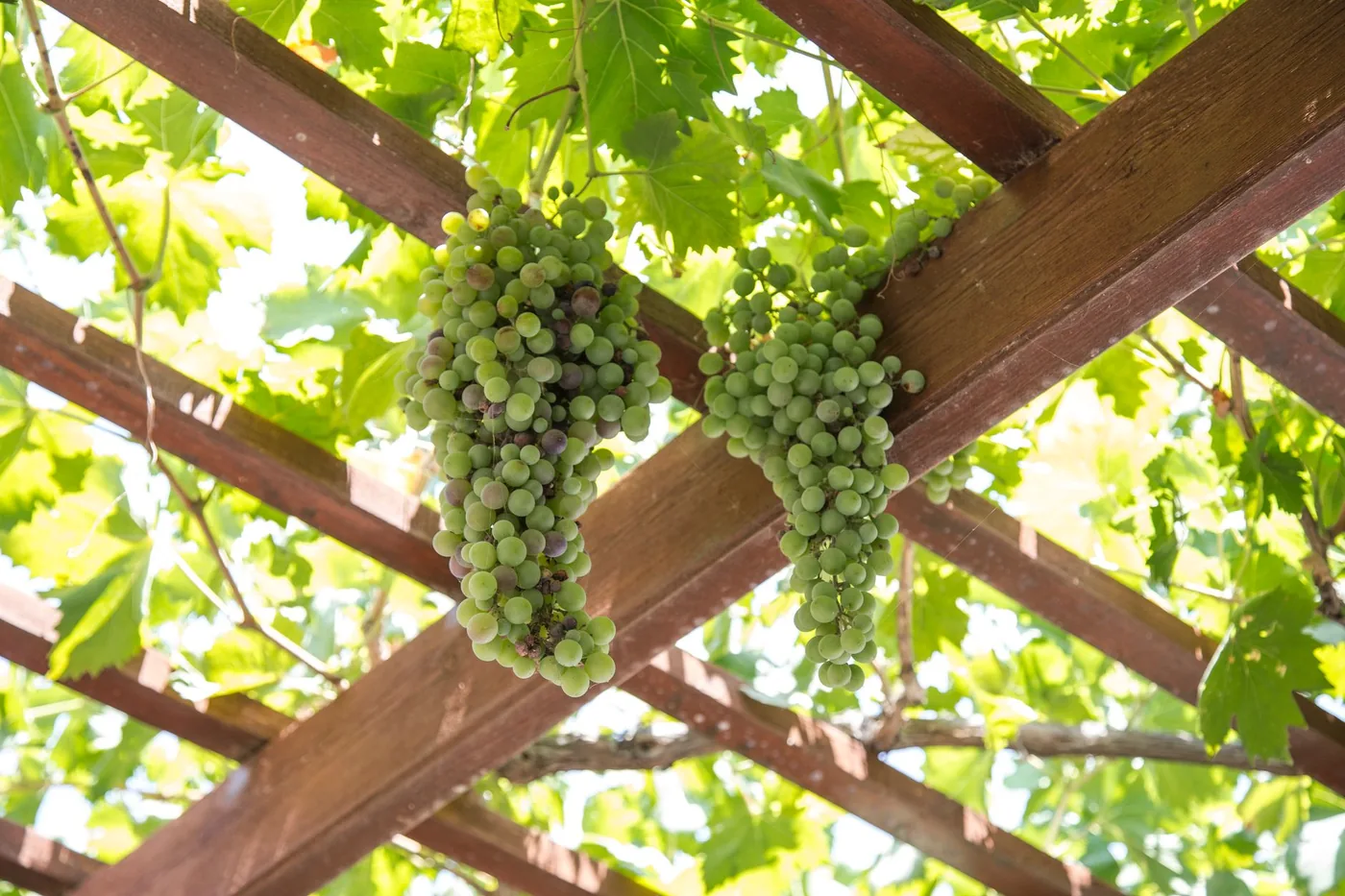 pergola obrostlá vinnou révou s hrozny