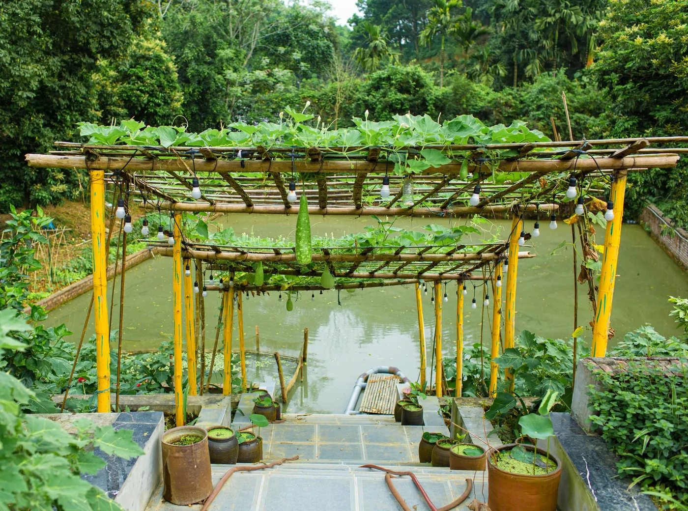 bambusová pergola nad zahradním jezírkem