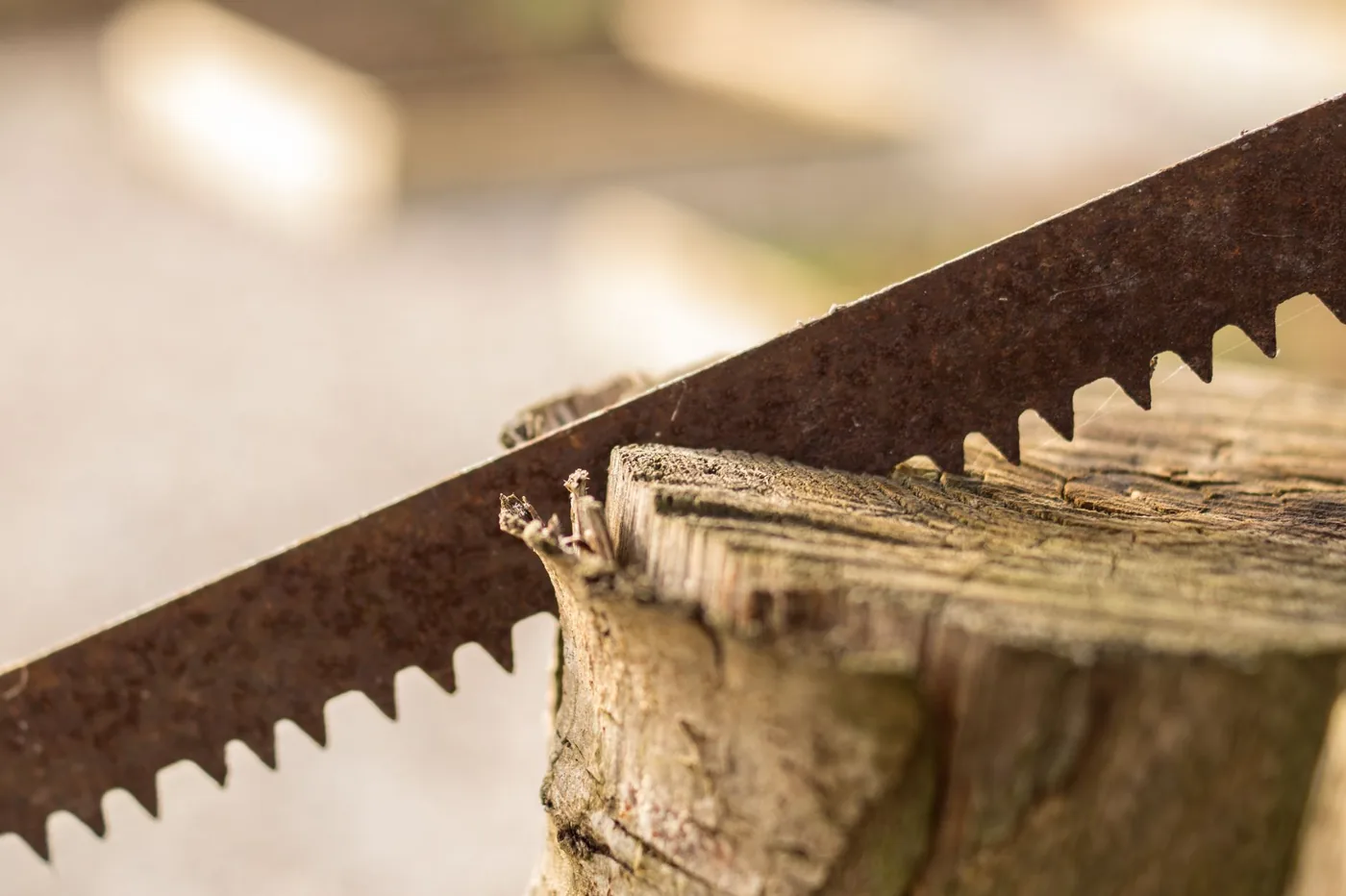 Stará pila zaříznutá do pařezu